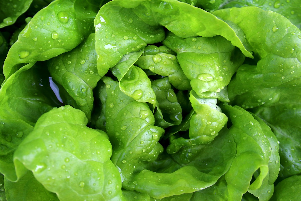 Inocuidad Alimentaria HACCP 